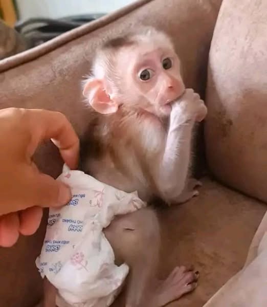 Gorgeous Cute Male And Female baby Macaque  Monkeys Available