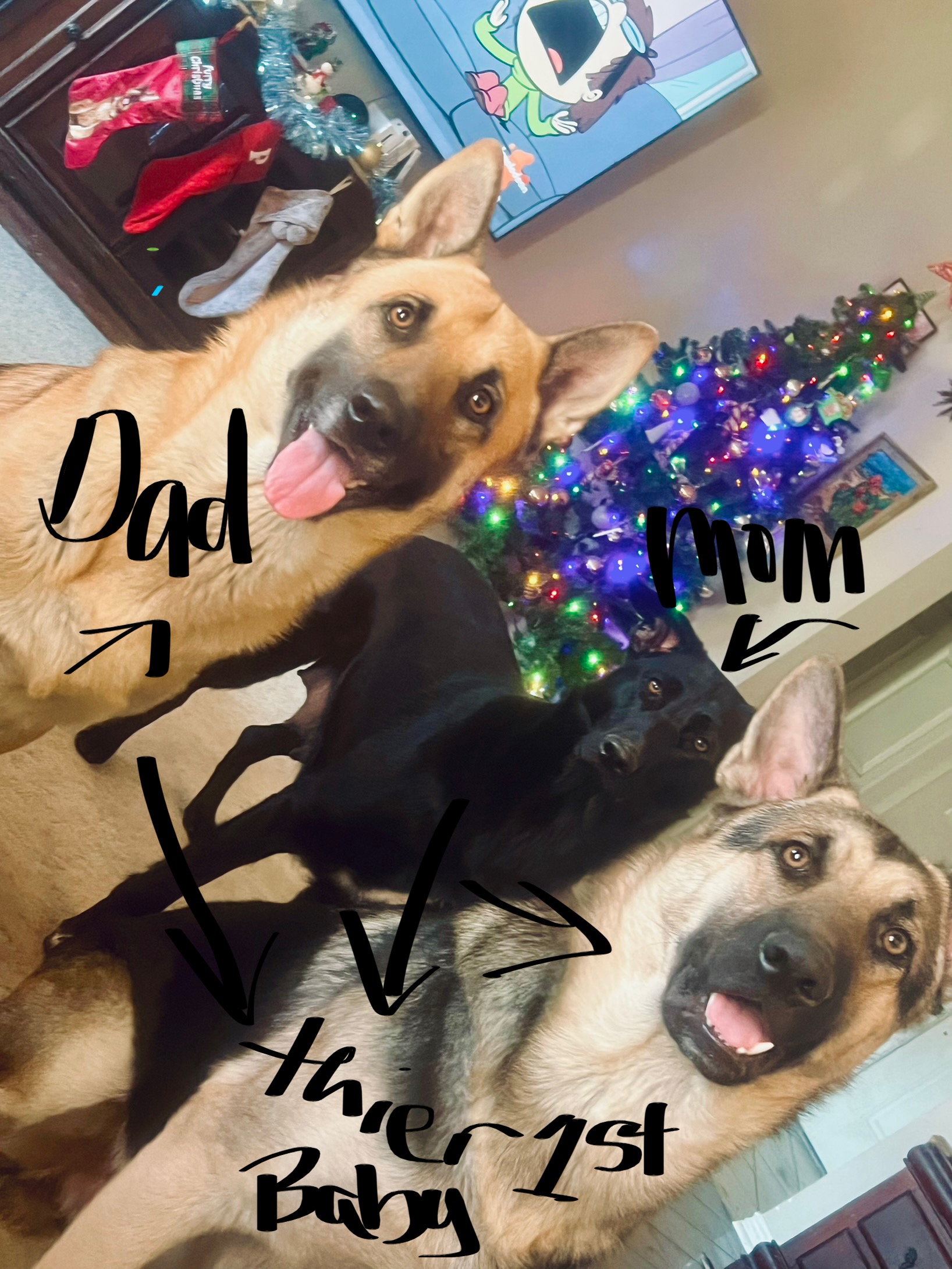 German Shepherd Puppies