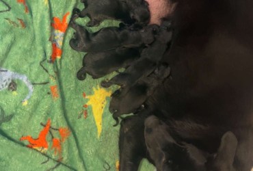 German Shepherd Puppies