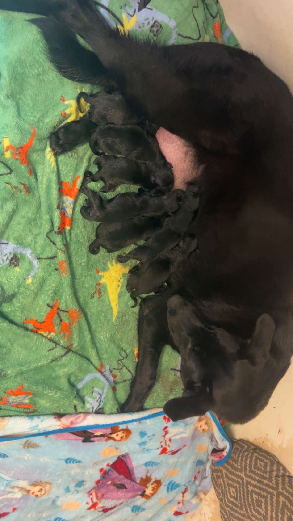 German Shepherd Puppies