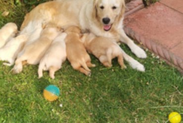 Adorable Golden Retriever Puppies for Sale