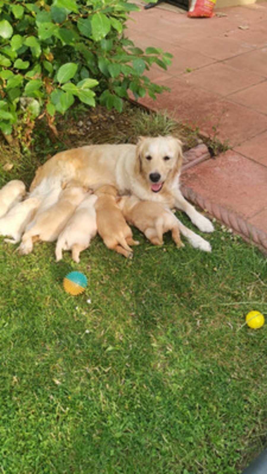 Adorable Golden Retriever Puppies for Sale