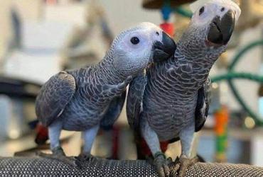 Hand-Raised African Grey Parrots – Intelligent & Talkative Companions!