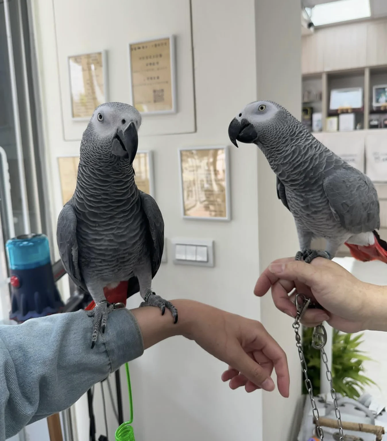 Hand-Raised African Grey Parrots – Intelligent & Talkative Companions!
