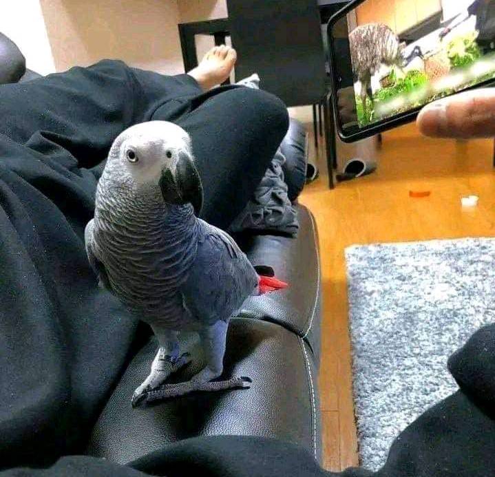 Hand-Raised African Grey Parrots – Intelligent & Talkative Companions!