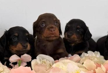 miniature dachshund puppies available for rehoming