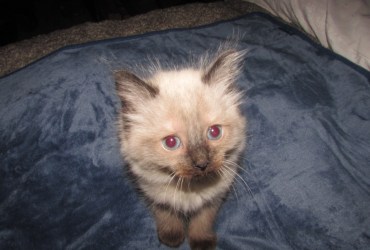 Ragdoll kittens for sale