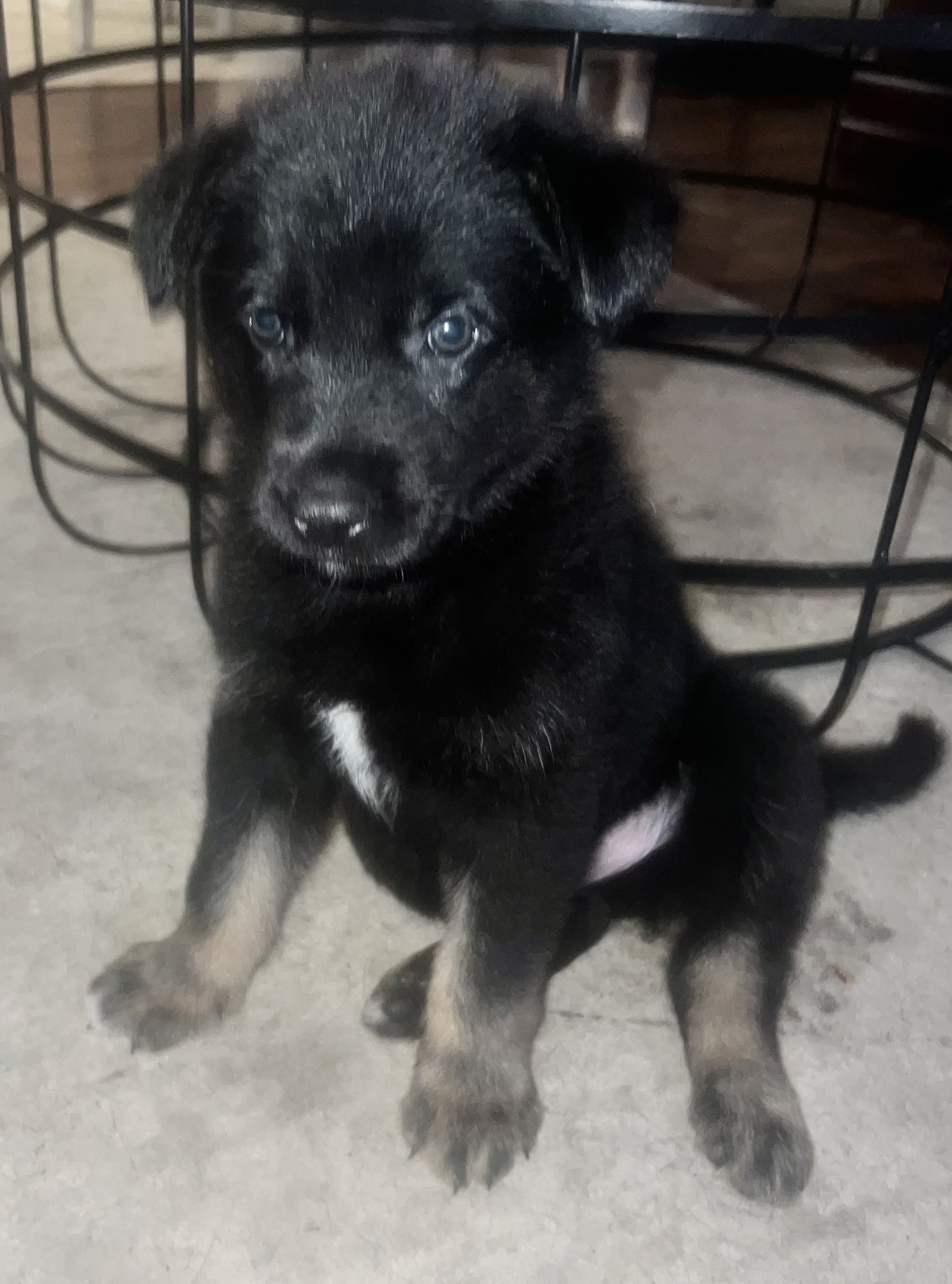 GERMAN SHEPHERD/ MALINOIS MIX PUPPIES FOR SALE