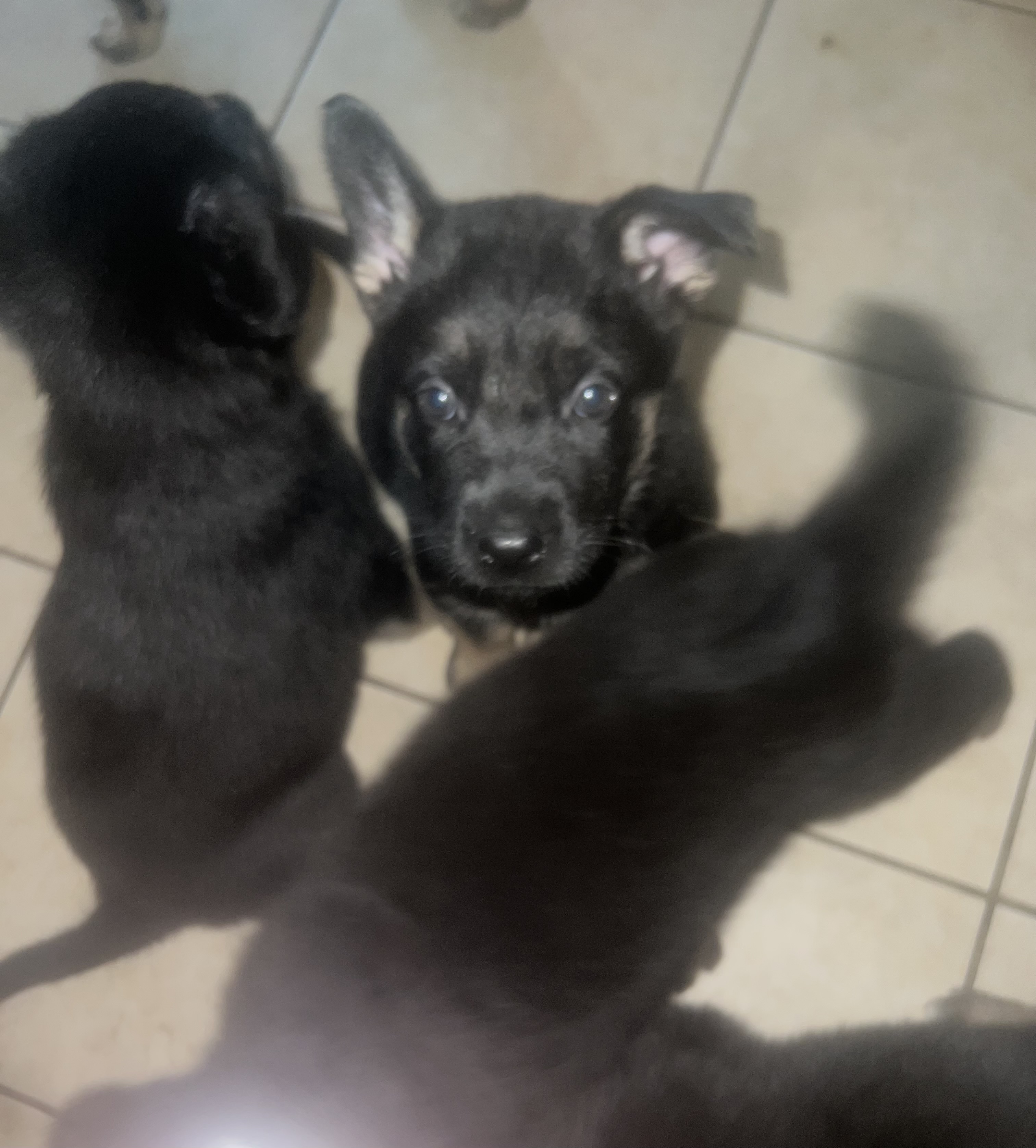 GERMAN SHEPHERD/ MALINOIS MIX PUPPIES FOR SALE