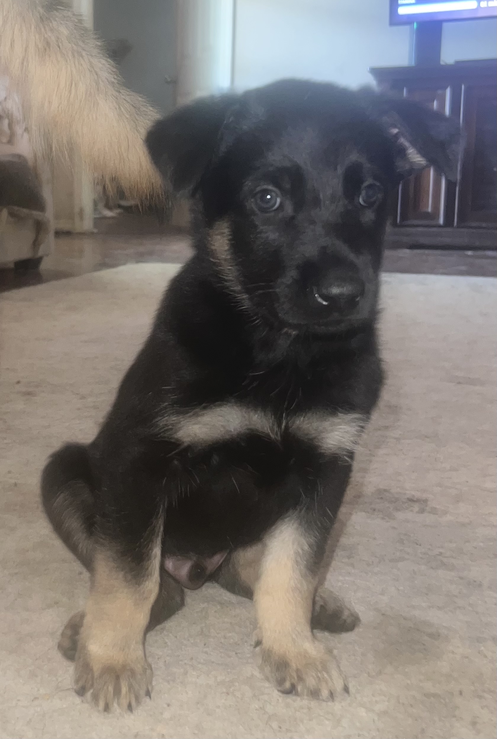 GERMAN SHEPHERD/ MALINOIS MIX PUPPIES FOR SALE