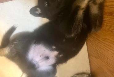 GERMAN SHEPHERD/ MALINOIS MIX PUPPIES FOR SALE