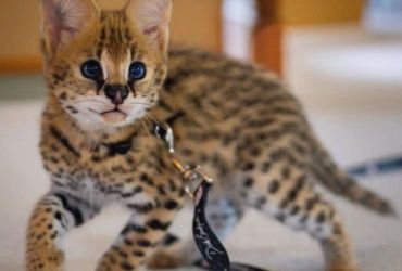 Private: African Serval Kittens