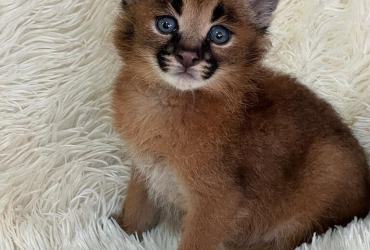 Caracal Kittens