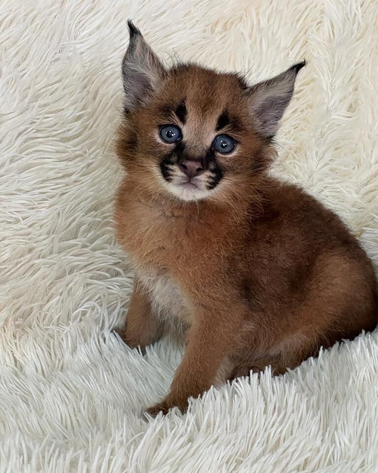 Caracal Kittens