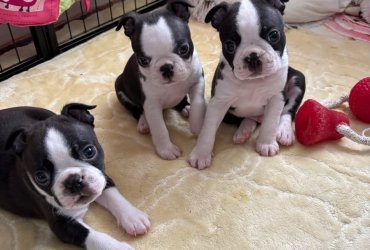 Stunning Boston Terrier Puppies