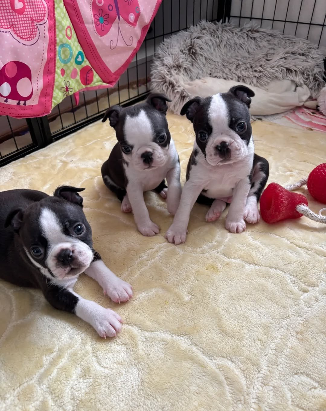 Stunning Boston Terrier Puppies