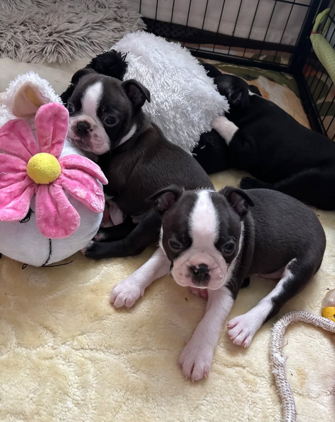Stunning Boston Terrier Puppies