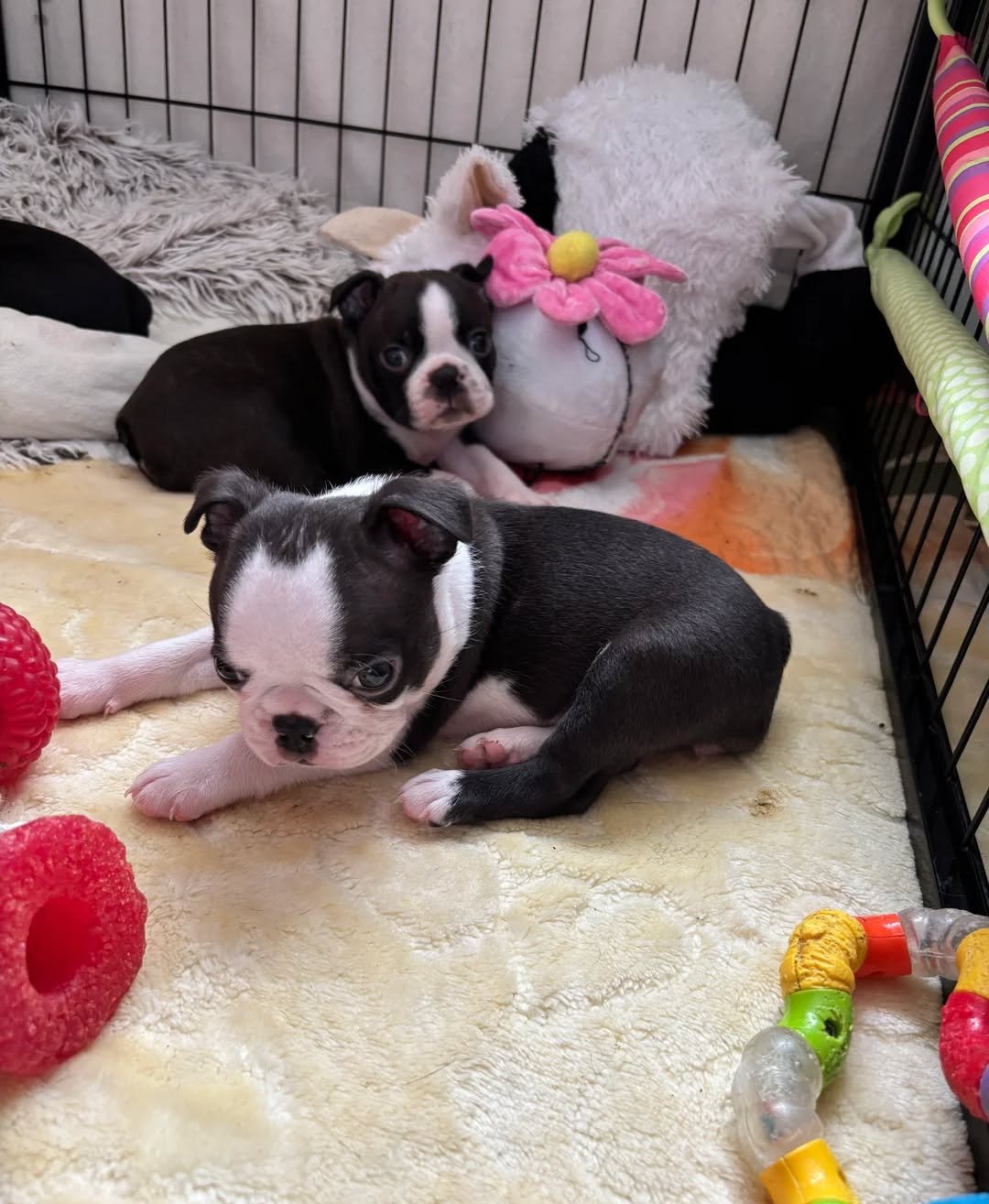 Stunning Boston Terrier Puppies