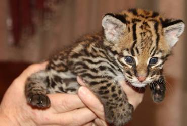 Ocelot Kittens