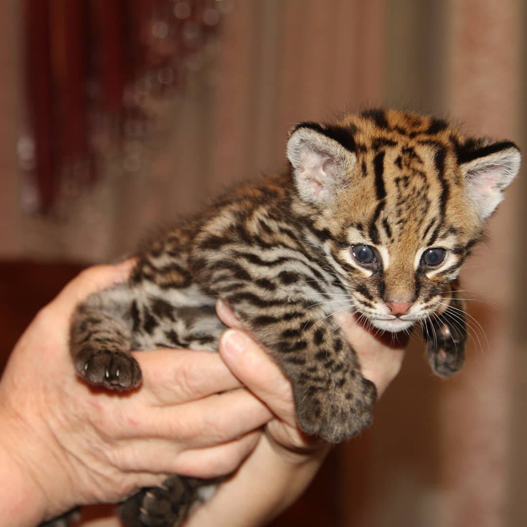 Ocelot Kittens
