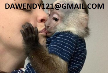 Healthy Baby Capuchin monkeys for sale
