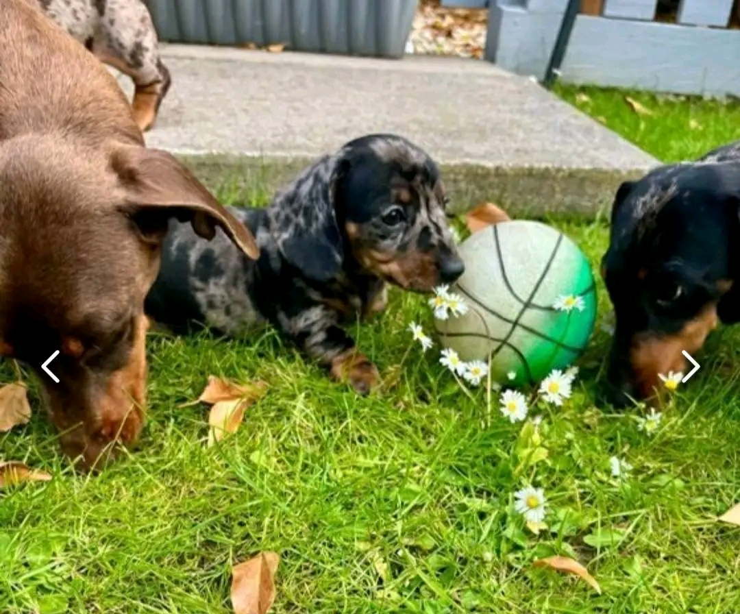 Private: Miniature Dachshund puppies