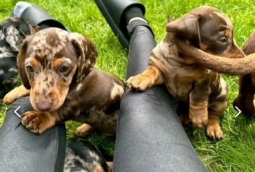 Private: Miniature Dachshund puppies