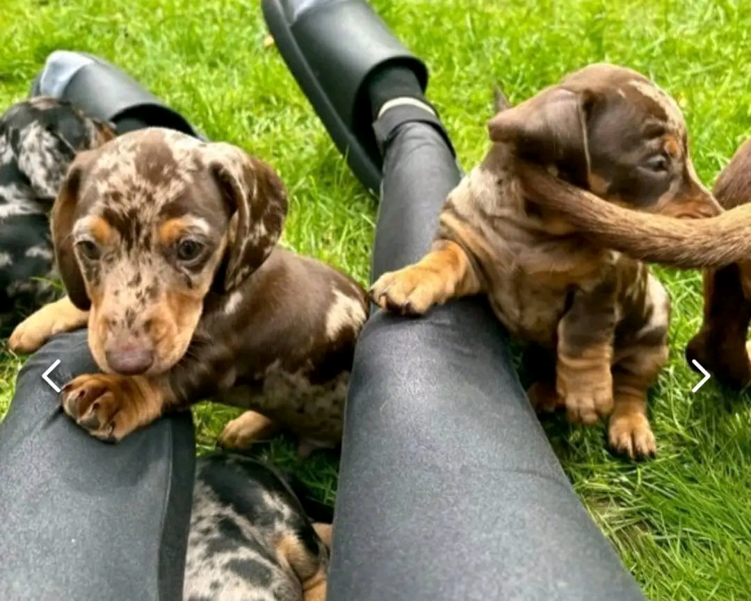 Private: Miniature Dachshund puppies