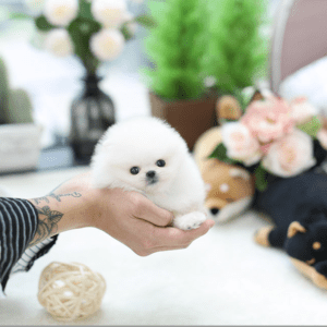 Affectionate Teacup Pomeranian Puppies available