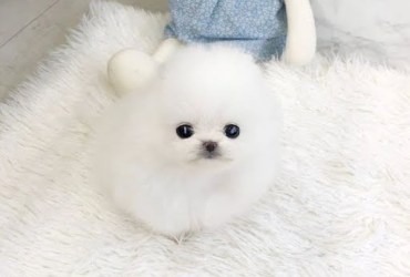 Gorgeous Teacup Pomeranian Puppies available