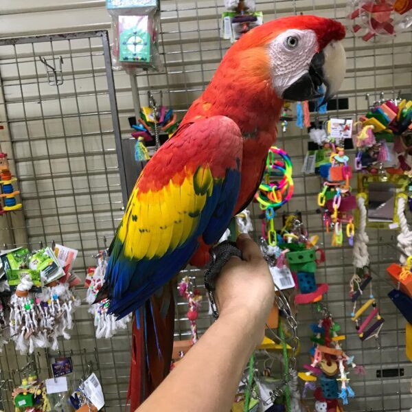Scarlet Macaw Parrots