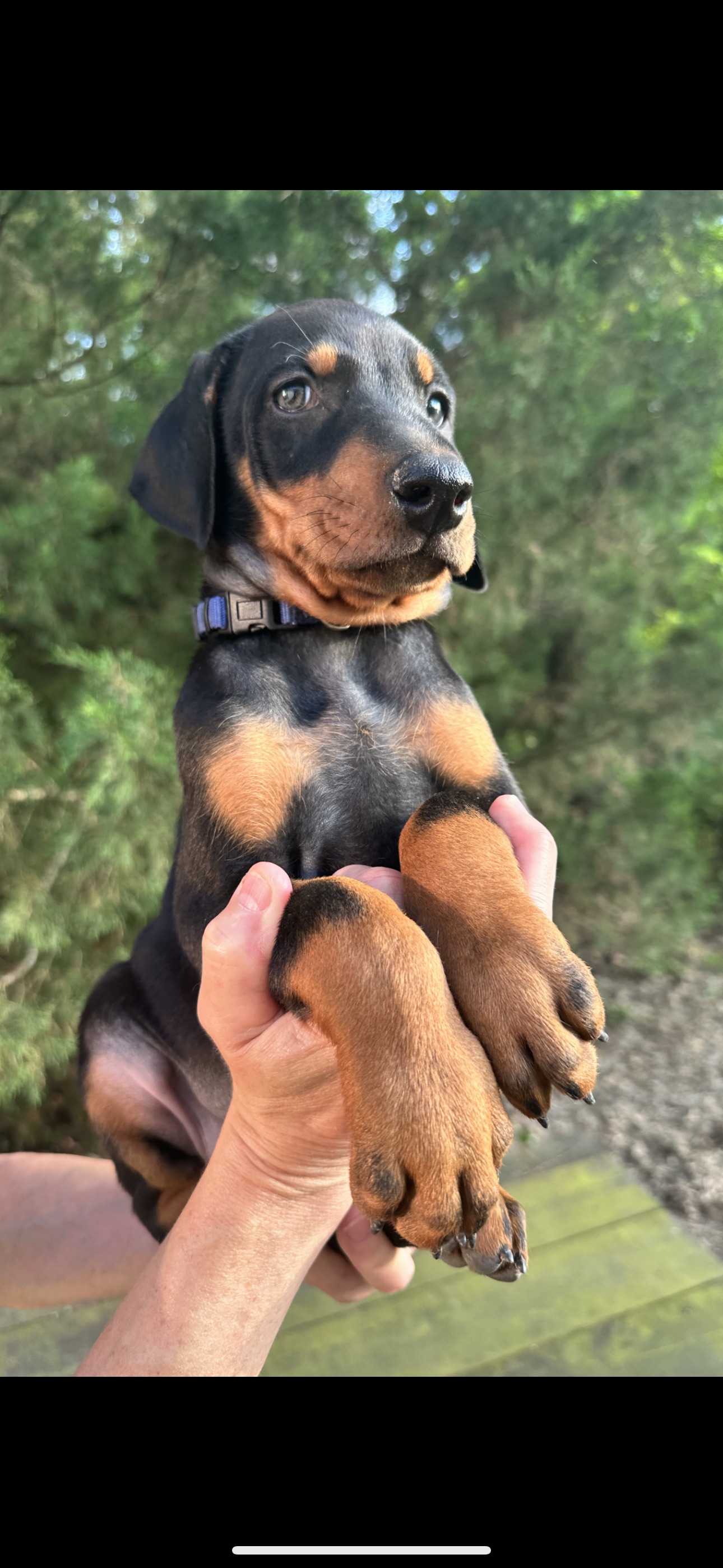 Doberman Puppies