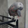 Red Factor African Grey Parrots for sale