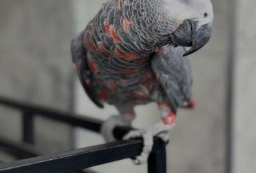 Red Factor African Grey Parrots for sale