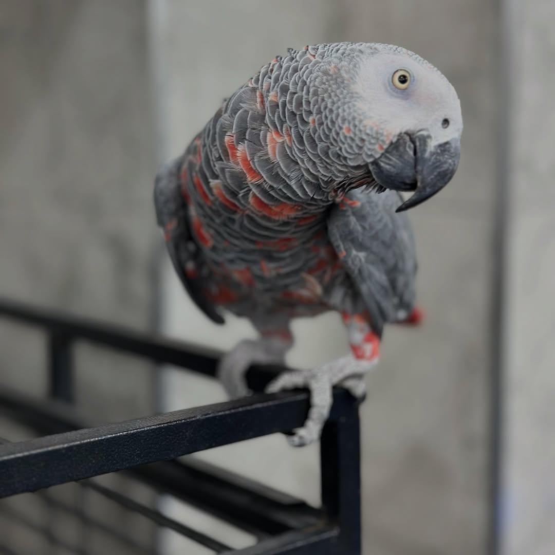 Red Factor African Grey Parrots for sale