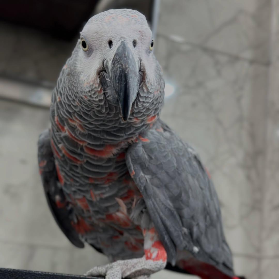 Red Factor African Grey Parrots for sale