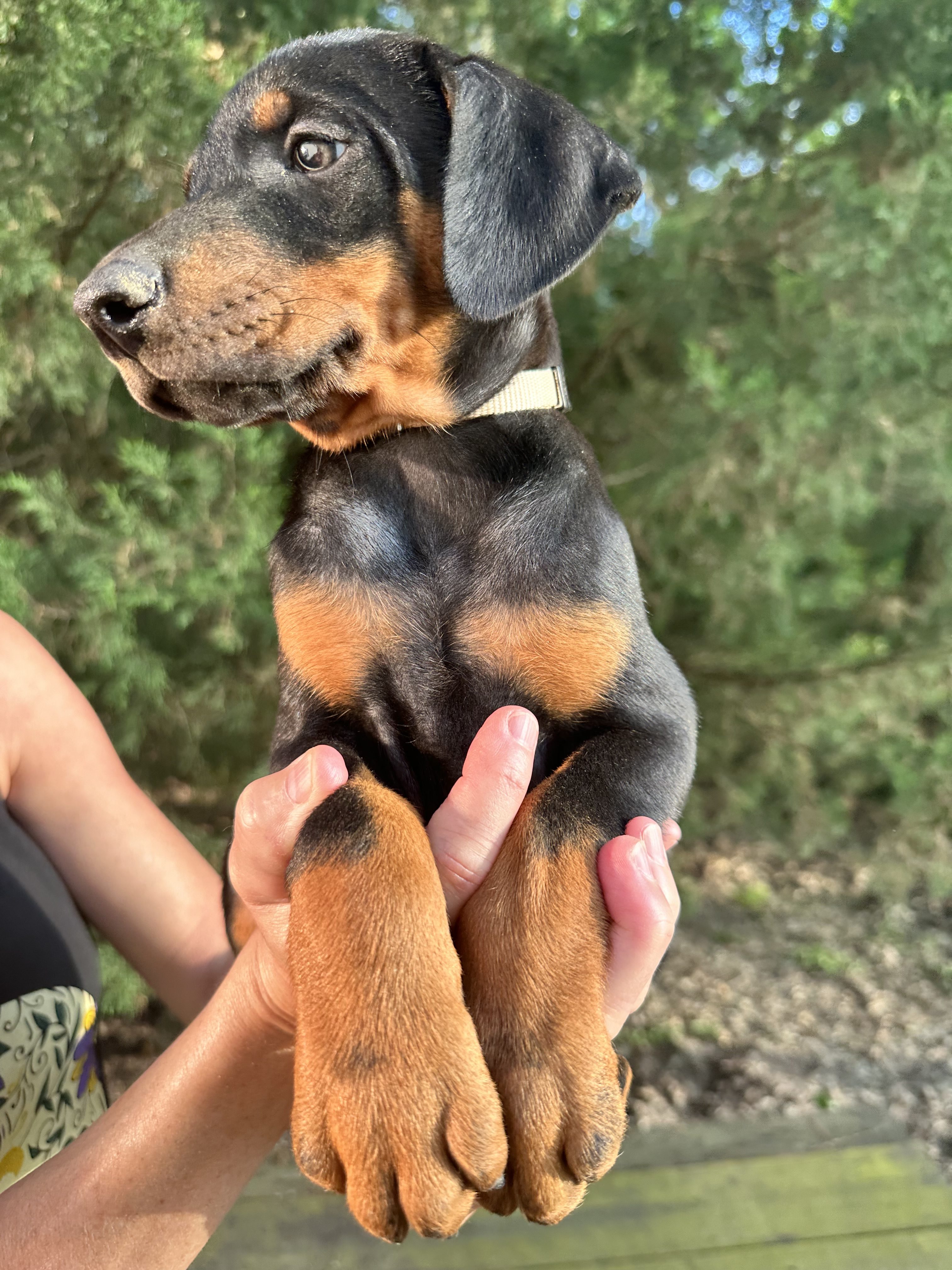 Doberman Puppies
