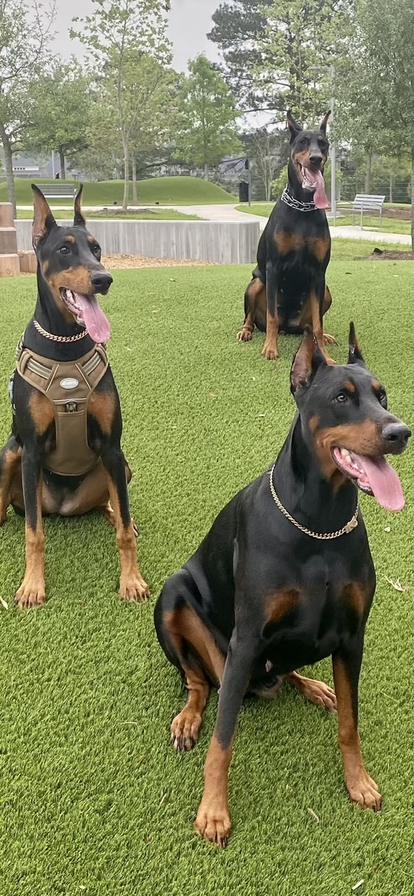 Doberman Puppies