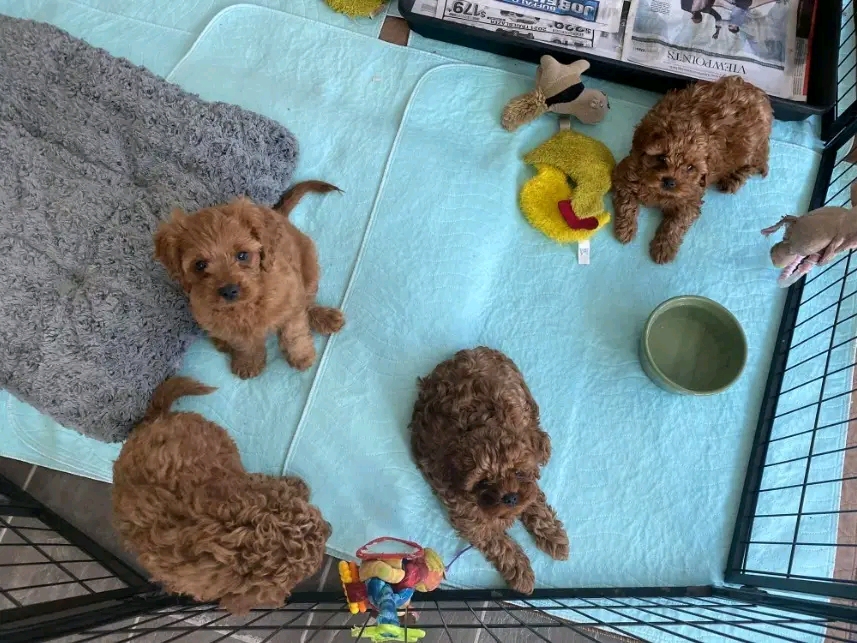 Cavapoo puppies for adoption