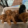 Cavapoo puppies for adoption