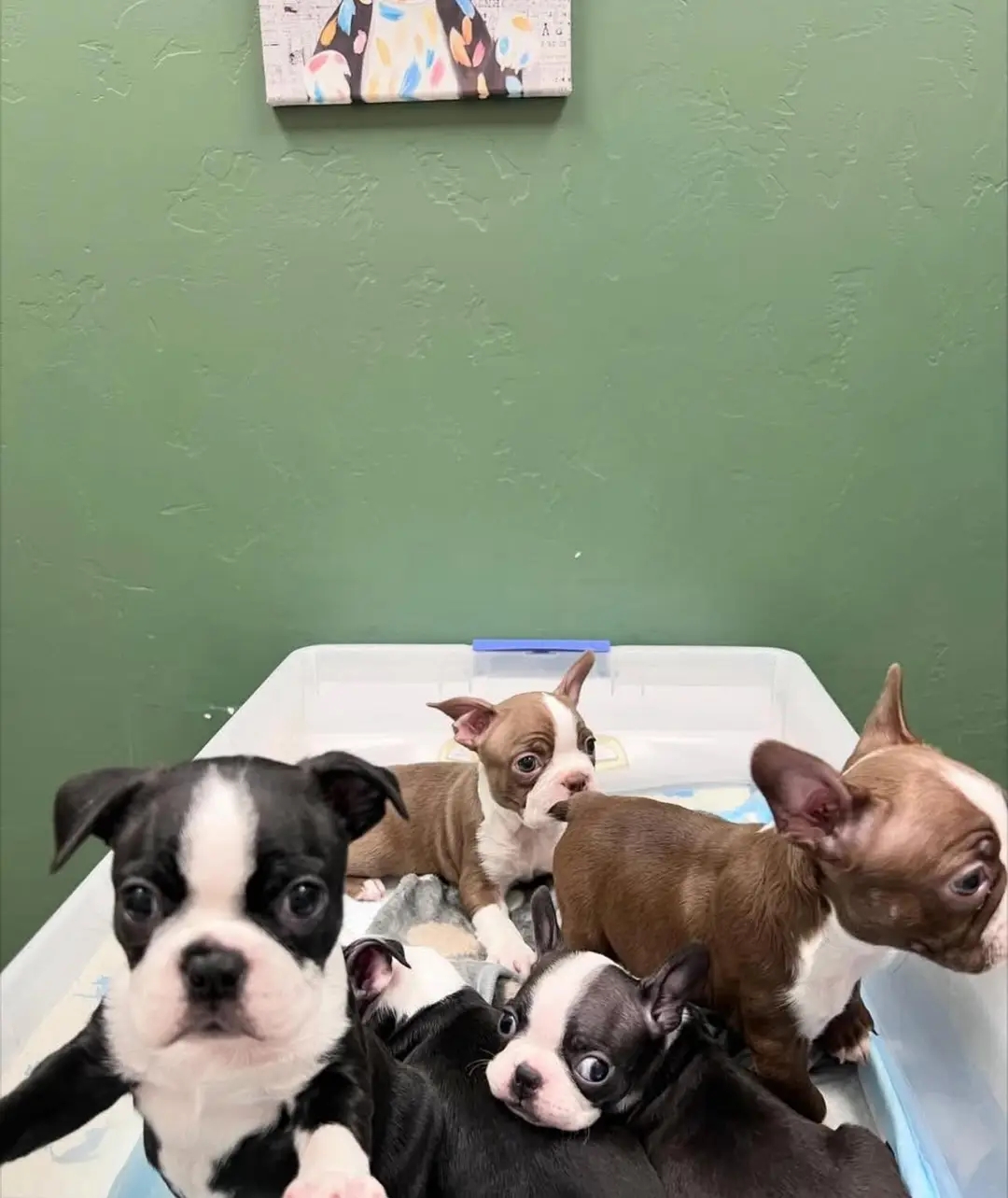 Private: Boston Terrier puppies