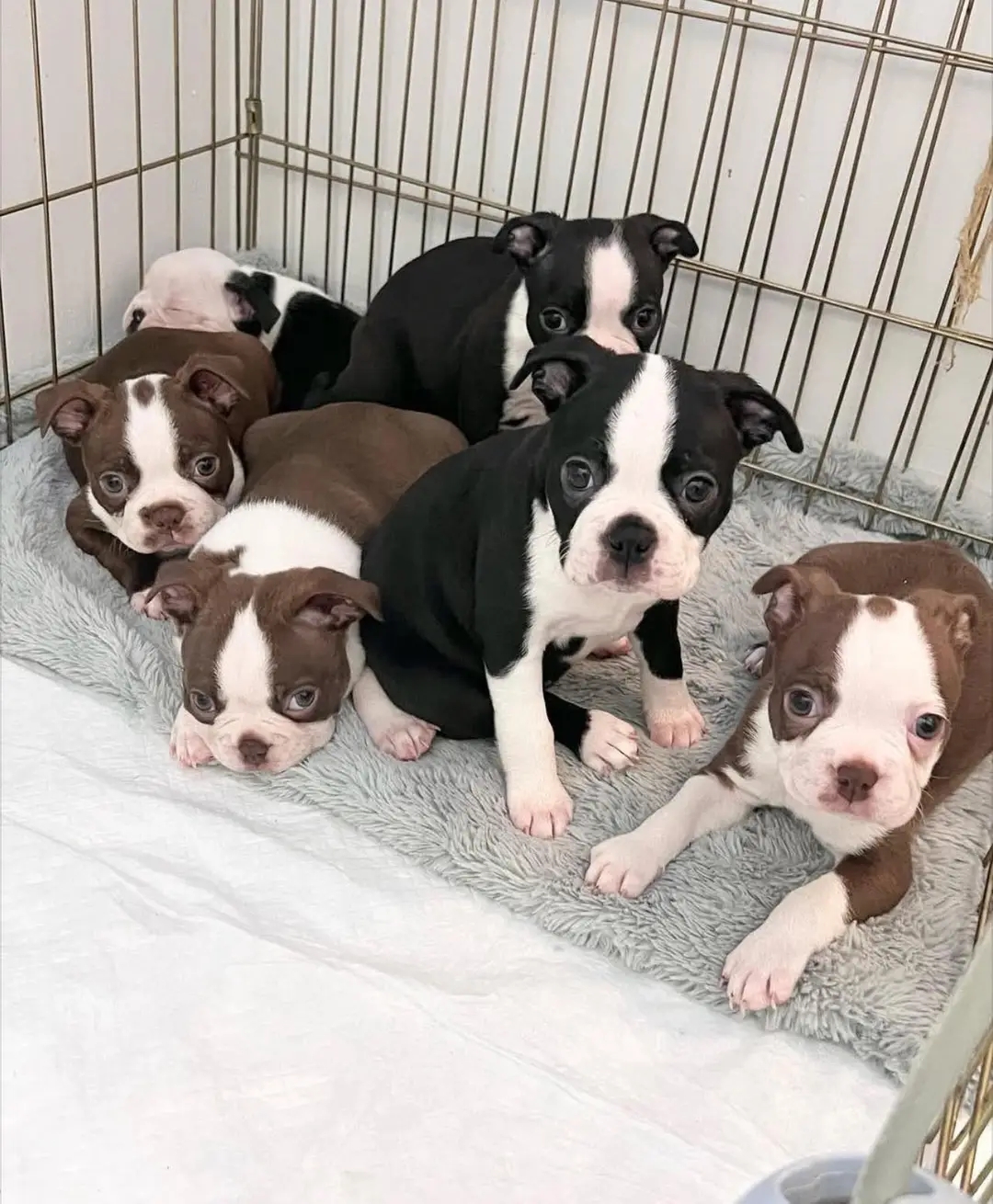 Private: Boston Terrier puppies