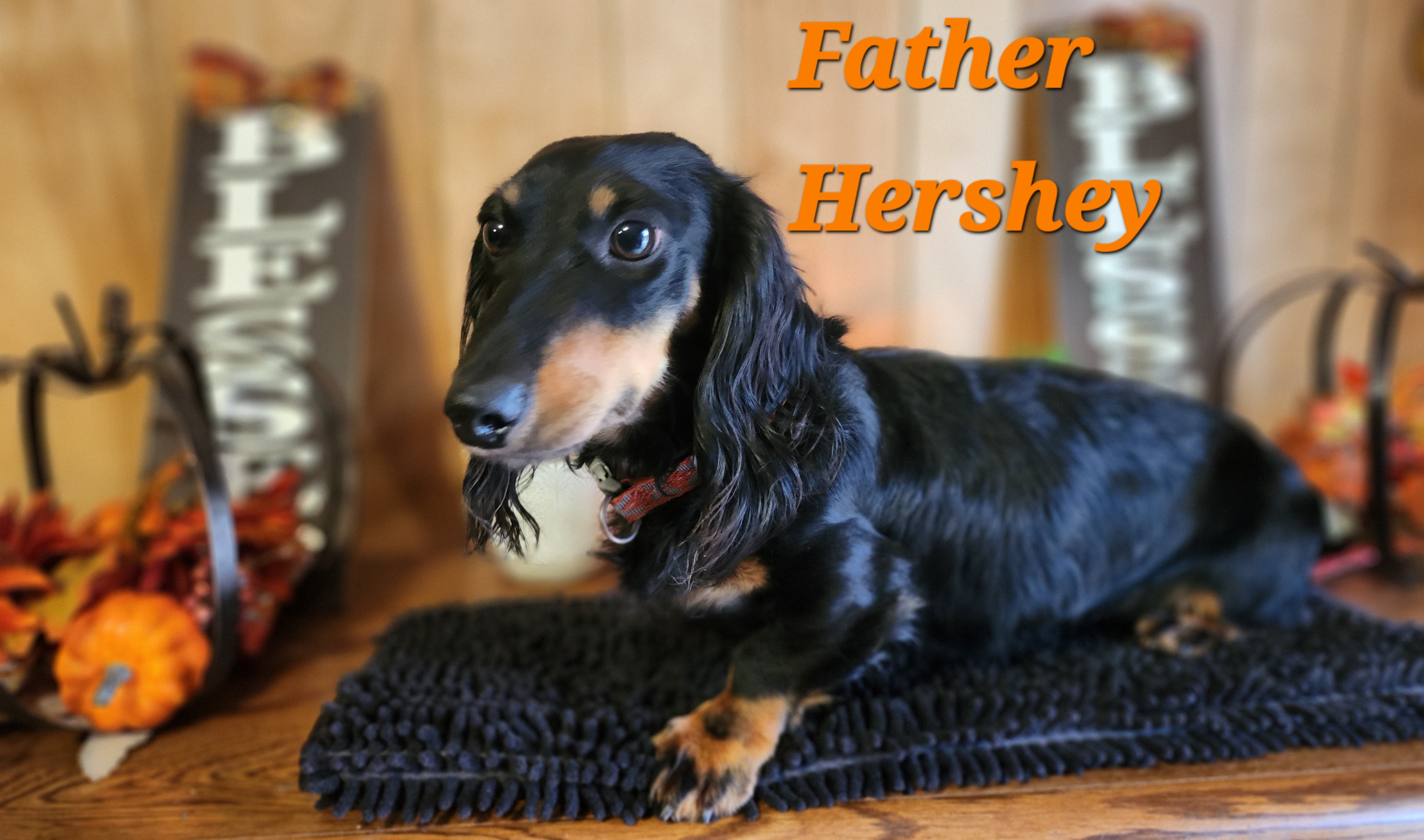 Private: 🌭 NEW LITTER ALERT: AKC Mini Long-Haired Dachshunds! 🐾