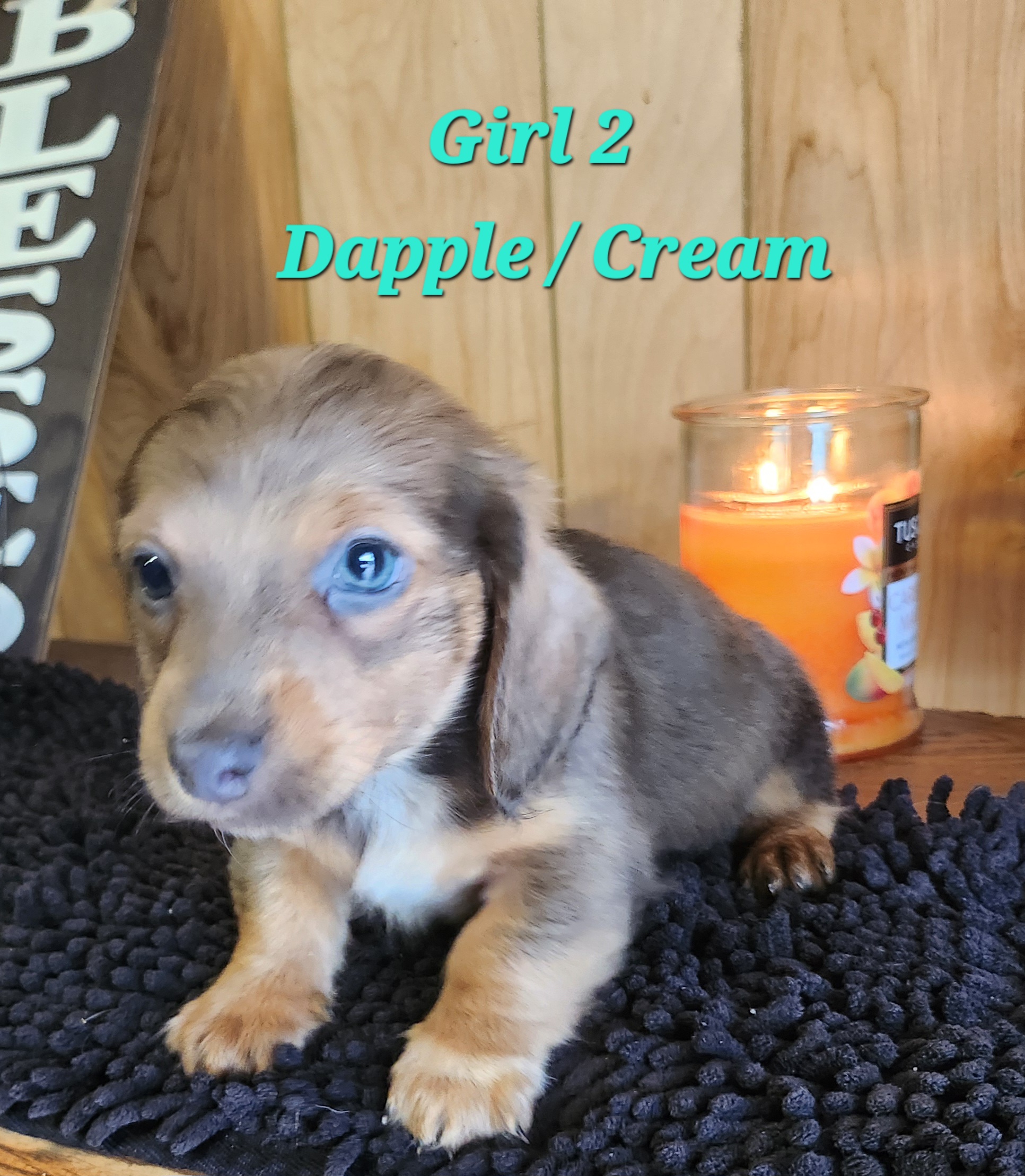 Private: 🌭 NEW LITTER ALERT: AKC Mini Long-Haired Dachshunds! 🐾