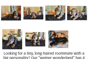 Private: 🌭 NEW LITTER ALERT: AKC Mini Long-Haired Dachshunds! 🐾
