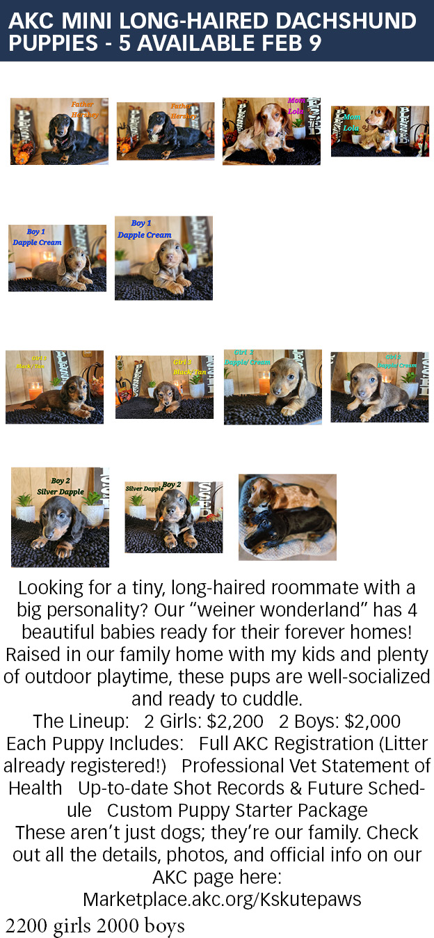 Private: 🌭 NEW LITTER ALERT: AKC Mini Long-Haired Dachshunds! 🐾