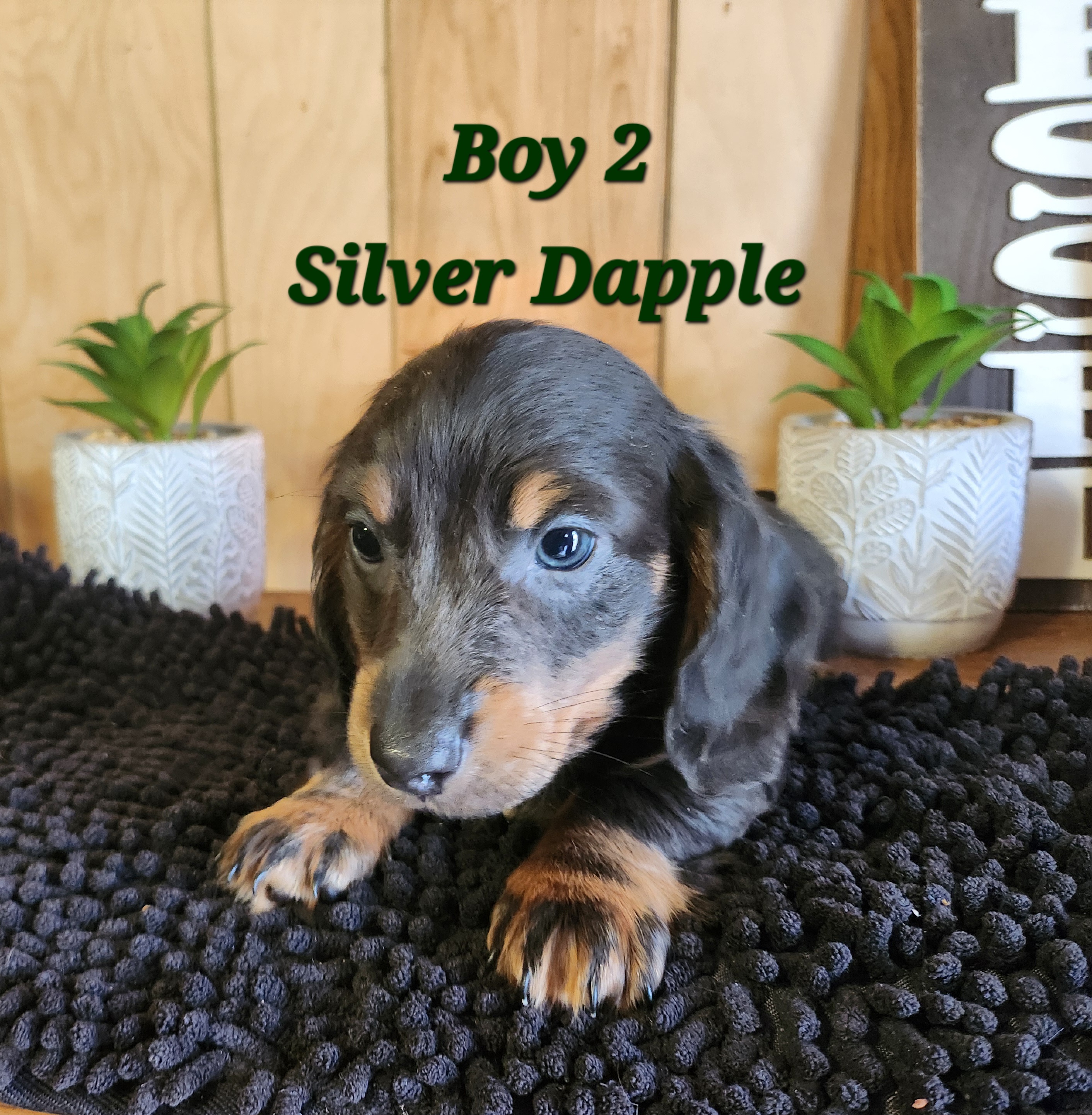 Private: 🌭 NEW LITTER ALERT: AKC Mini Long-Haired Dachshunds! 🐾