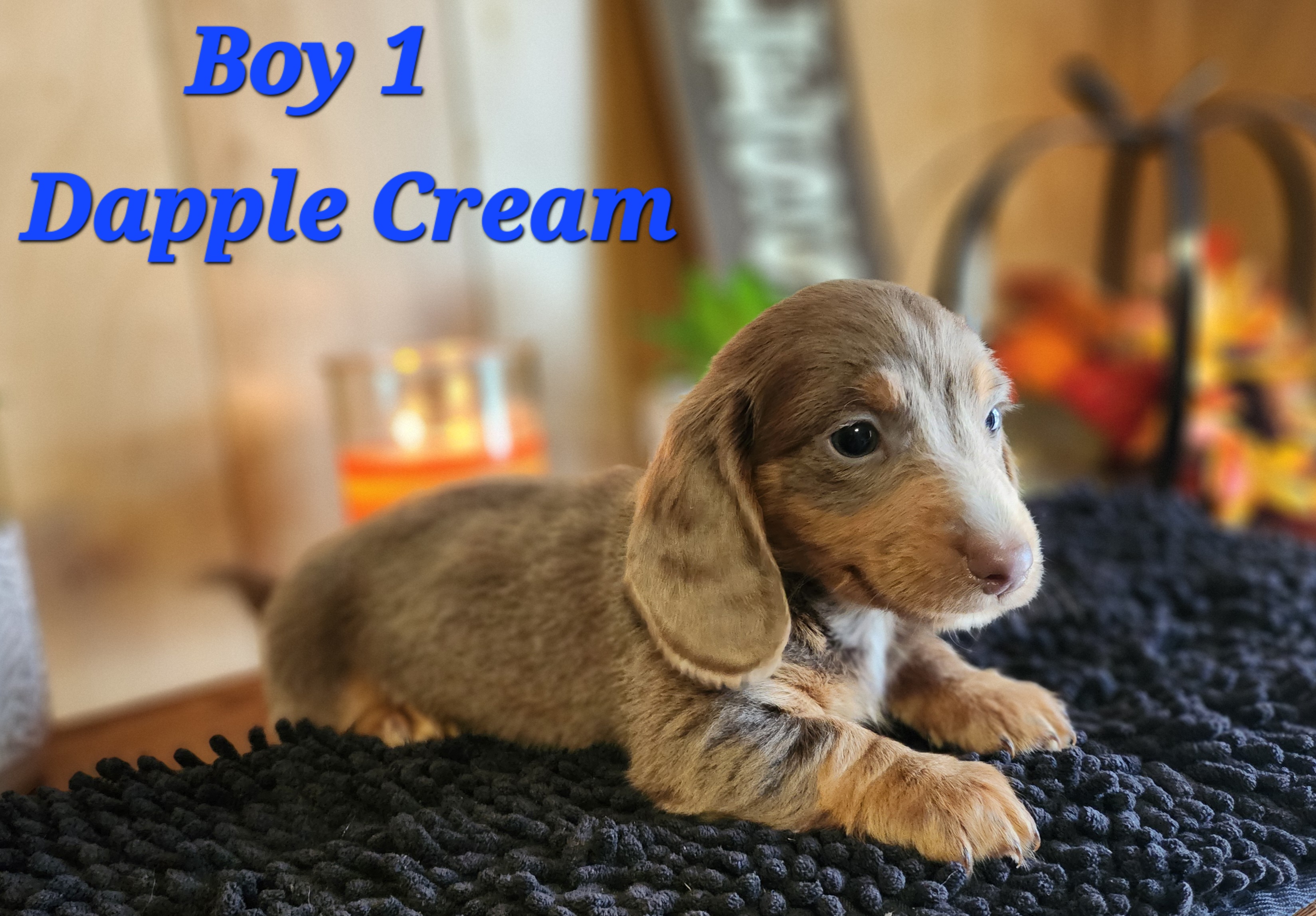 Private: 🌭 NEW LITTER ALERT: AKC Mini Long-Haired Dachshunds! 🐾