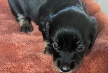 Miniature Dachshunds