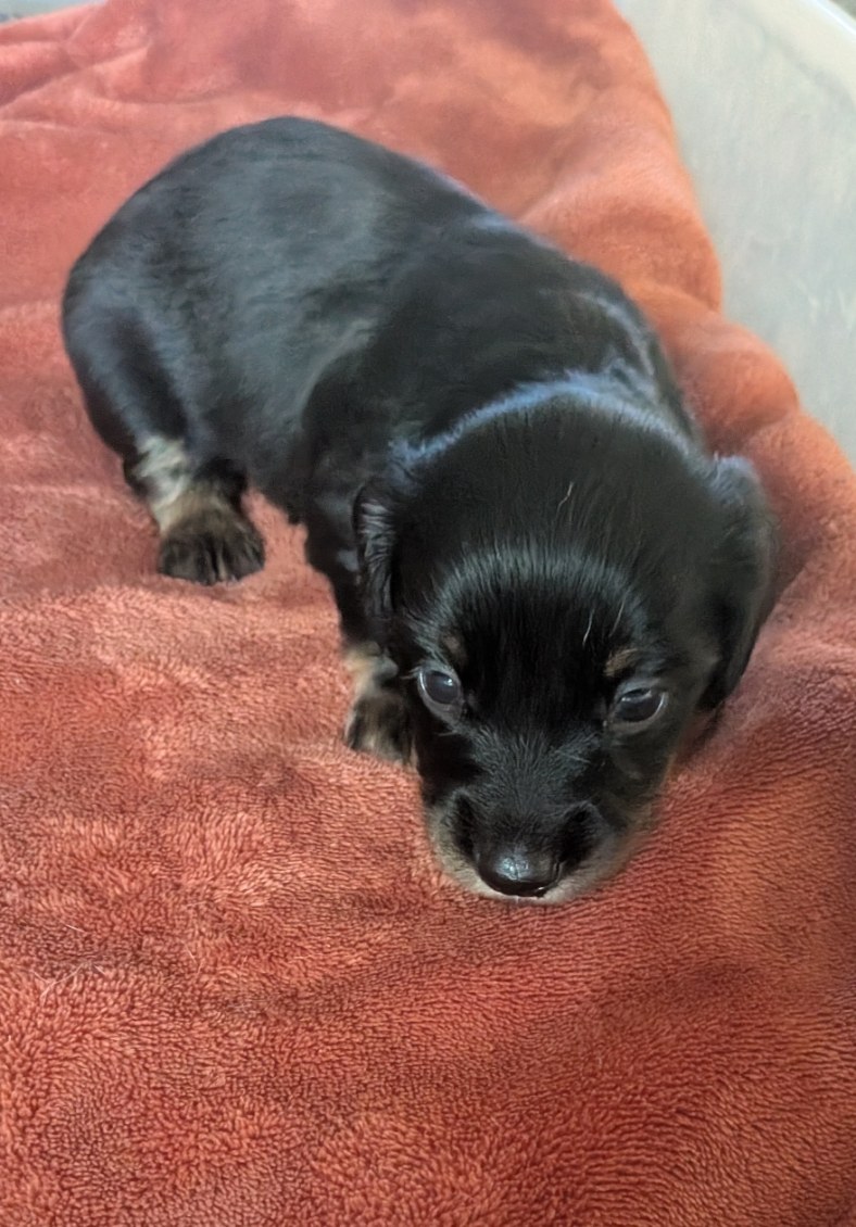 Miniature Dachshunds